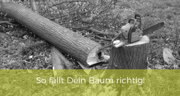 Baum F Llen Leicht Gemacht Baumin F R Baukostenminimierer